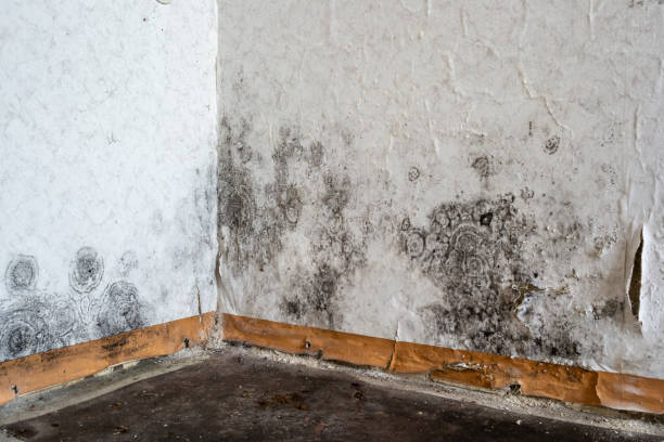 Crawl Space Mold Removal in Dover, DE